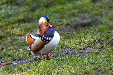 Dublin 'in Ulusal Botanik Bahçeleri' nde nadir görülen erkek ördek (Aix galericulata) canlı tüyleriyle büyülenir. Yerel göletlere egzotik bir dokunuş, dingin İrlanda ortamına renk katıyor.. 