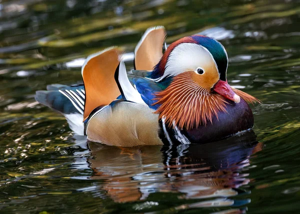 A rare sight in Dublin\'s National Botanic Gardens, the male Mandarin Duck (Aix galericulata) enchants with its vibrant plumage. An exotic touch to local ponds, it adds a burst of color to the serene Irish setting.