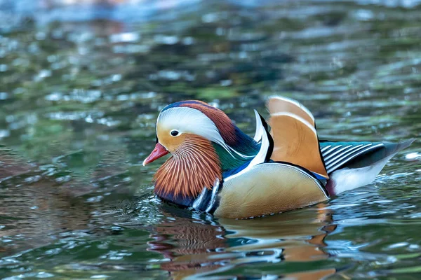 A rare sight in Dublin\'s National Botanic Gardens, the male Mandarin Duck (Aix galericulata) enchants with its vibrant plumage. An exotic touch to local ponds, it adds a burst of color to the serene Irish setting.