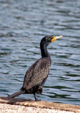 Çift Tepeli Karabatak, yetenekli bir balıkçı, parlak siyah tüyleriyle Kuzey Amerika sularını şereflendirir. Benzersiz çift ibikleri ile tanınan ağaç, göl kıyılarına ve kıyı bölgelerine zarafet katıyor..