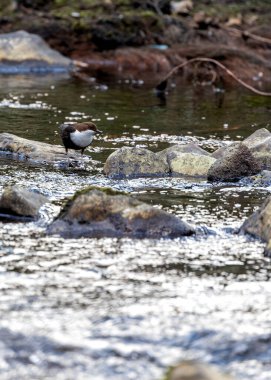 Akan akıntıların dinamik sakini olan European Dipper eşsiz hareketlerini sergiliyor. Kahverengi gövdesi ve karlı göğsüyle Avrupa 'nın su yollarını süslüyor ve nehir habitatlarına biraz cazibe katıyor..