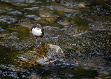 Akan akıntıların dinamik sakini olan European Dipper eşsiz hareketlerini sergiliyor. Kahverengi gövdesi ve karlı göğsüyle Avrupa 'nın su yollarını süslüyor ve nehir habitatlarına biraz cazibe katıyor..
