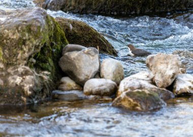 Akan akıntıların dinamik sakini olan European Dipper eşsiz hareketlerini sergiliyor. Kahverengi gövdesi ve karlı göğsüyle Avrupa 'nın su yollarını süslüyor ve nehir habitatlarına biraz cazibe katıyor..