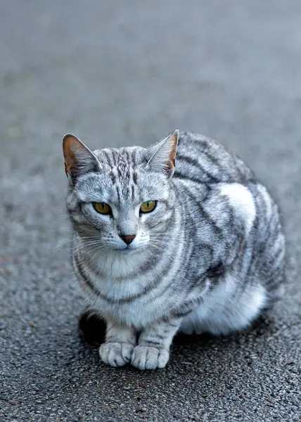 The Egyptian Mau Cat, a regal companion, graces Egypt with its spotted coat and captivating green eyes. Known for its friendly demeanor, it brings a touch of elegance and ancient charm to homes in the region.