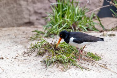 Çarpıcı bir kıyı sakini olan Avrupalı istiridye avcısı, kendine özgü siyah ve beyaz tüylerini sergiliyor. Uzun turuncu gagalarıyla, kıyı şeritleri boyunca avlanır ve Avrupa 'nın deniz manzaralarına canlı bir dokunuş ekler..