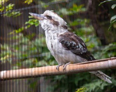 Doğu Anakara Avustralya 'da, kendine özgü tüyleri olan gülen bir yalıçapkını çalıları yürekten çağrılarla doldurur. Karizmatik bir varlık, bu ikonik kuş Avustralya manzarasına neşe katıyor..