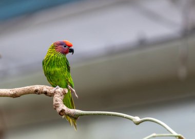 Goldie 'nin Lorikeet' i, Papua Yeni Gine 'nin gökyüzünde göz kamaştırıcı bir mücevher, canlı tüyleri ve neşeli maskaralıklarıyla büyülüyor. Varlığı, bereketli tropikal manzaralara renklerden bir kaleydoskop ekler..