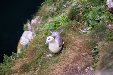 Fulmar, zarif uçuşuyla kutup denizleri üzerinde hüküm sürüyor. Zarif silueti ve deniz kuşu varlığı buzlu manzaralara ihtişam katıyor. İzlanda da dahil olmak üzere kutup bölgelerinde görüldü..