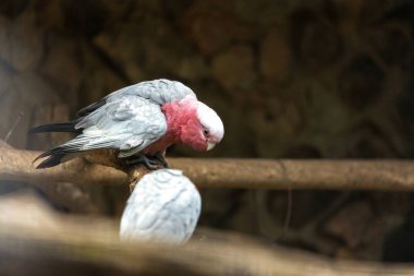 Pembenin tonlarıyla süslenmiş Galah Papağanı Avustralya 'nın gökyüzüne neşeli bir cazibe getiriyor. Yüzsüz bir tavırla, çeşitli ortamlardaki gözlemcileri büyülüyor ve Alt Dünya 'ya neşe katıyor..