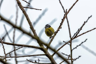 Amid Dublin's iconic Phoenix Park, a delightful Blue Tit enchants with its azure plumage. This Irish avian resident brings lively colors and cheerful melodies to the heart of Dublin's Northside.