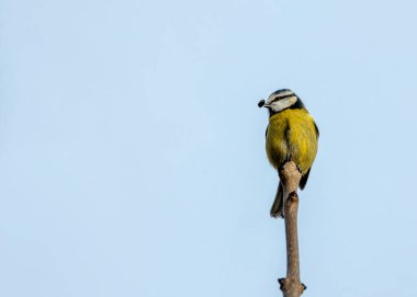 Amid Dublin's iconic Phoenix Park, a delightful Blue Tit enchants with its azure plumage. This Irish avian resident brings lively colors and cheerful melodies to the heart of Dublin's Northside.