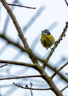 Amid Dublin's iconic Phoenix Park, a delightful Blue Tit enchants with its azure plumage. This Irish avian resident brings lively colors and cheerful melodies to the heart of Dublin's Northside.
