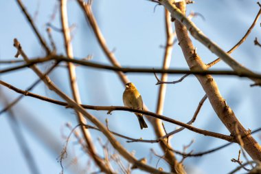 Dublin 'in Merrion Meydanı' ndaki ağaçların arasında, melodik bir Chaffinch Northside 'ı şereflendiriyor. Canlı tüyleriyle, bu İrlandalı ötücü kuş Dublin 'in kalbine bir renk senfonisi ve tatlı melodiler getiriyor..