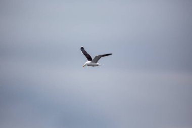 Howth, Dublin açıklarında, zorlu bir Büyük Siyah Sırtlı Martı (Larus marinus) sularda devriye gezer. Bu güçlü sahil nöbetçisi Dublin 'in kıyı manzaralarının engebeli güzelliğini gözler önüne seriyor..