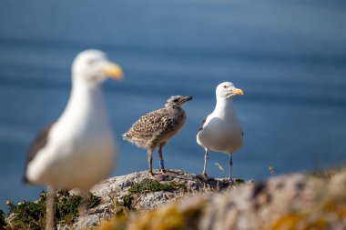 Howth, Dublin açıklarında, zorlu bir Büyük Siyah Sırtlı Martı (Larus marinus) sularda devriye gezer. Bu güçlü sahil nöbetçisi Dublin 'in kıyı manzaralarının engebeli güzelliğini gözler önüne seriyor..