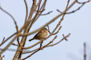Dublin 'in Peder Collins Parkı' nda büyüleyici bir dişi serçe (Passer domesticus) zarif bir şekilde yüzer. Northside 'a doğanın bir dokunuşunu ekleyen bu İrlandalı ziyaretçi, Dublin' in şehir yeşilliğinin basit güzelliğini somutlaştırıyor.. 
