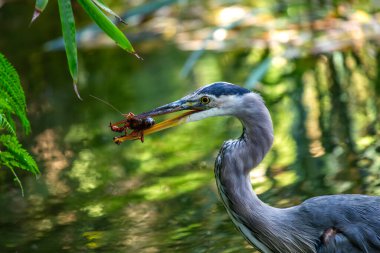 San Francisco 'nun göbeğinde, görkemli bir Büyük Mavi Balıkçıl Heron' s Head Park 'ı şereflendirir. Yükselen endamıyla, bu kuş sakini Kuzey Yakası 'na kraliyet cazibesini katarak, şehir vahşi hayatının güzelliğini gösteriyor..