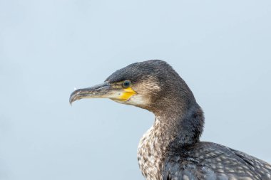 İrlanda açıklarında, görkemli Büyük Karabatak (Phalacrocorax carbo) direnç ve doğal güzelliğin bir sembolü olan sularda dolaşır. İrlanda deniz manzarasını güzelleştiren bu sahil harikasına tanık olun..