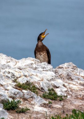 İrlanda açıklarında, görkemli Büyük Karabatak (Phalacrocorax carbo) direnç ve doğal güzelliğin bir sembolü olan sularda dolaşır. İrlanda deniz manzarasını güzelleştiren bu sahil harikasına tanık olun..