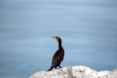 İrlanda açıklarında, görkemli Büyük Karabatak (Phalacrocorax carbo) direnç ve doğal güzelliğin bir sembolü olan sularda dolaşır. İrlanda deniz manzarasını güzelleştiren bu sahil harikasına tanık olun..