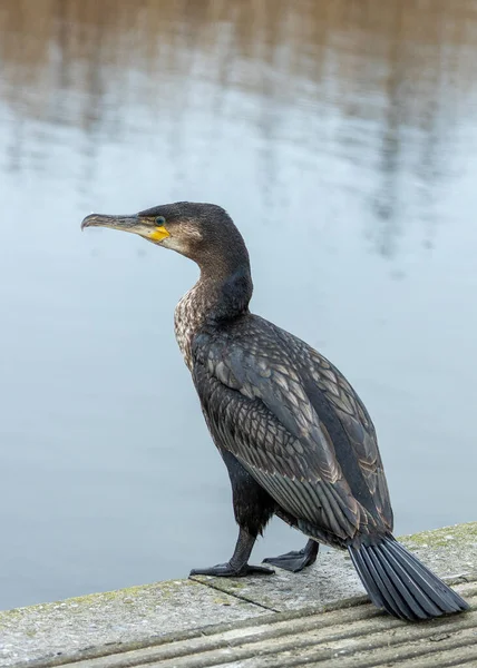 İrlanda açıklarında, görkemli Büyük Karabatak (Phalacrocorax carbo) direnç ve doğal güzelliğin bir sembolü olan sularda dolaşır. İrlanda deniz manzarasını güzelleştiren bu sahil harikasına tanık olun..