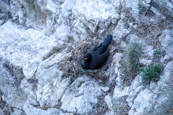 İrlanda açıklarında, görkemli Büyük Karabatak (Phalacrocorax carbo) direnç ve doğal güzelliğin bir sembolü olan sularda dolaşır. İrlanda deniz manzarasını güzelleştiren bu sahil harikasına tanık olun..