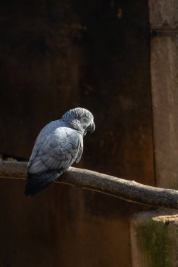 Orta Afrika 'nın yemyeşil ormanları arasında zeki gri papağan (Psittacus erithacus) canlı tüyleri ve dikkat çekici iletişim becerileriyle büyülenir. Afrika 'nın biyolojik çeşitliliğinin güzelliğini keşfedin.