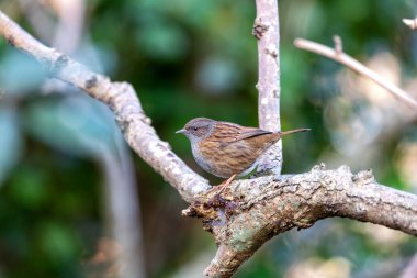 İrlanda 'nın Ulusal Botanik Bahçeleri' ndeki çiçeklerin arasında, tatlı melodileriyle ince Dunnock (Prunella modularis) serenatları da vardır. Bu İrlanda cennetindeki doğanın ahenkli karışımını keşfedin..