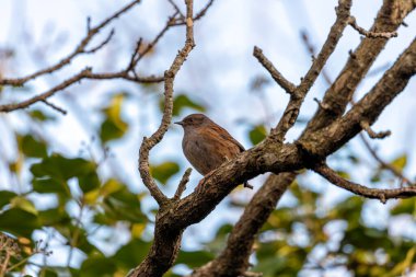 İrlanda 'nın Ulusal Botanik Bahçeleri' ndeki çiçeklerin arasında, tatlı melodileriyle ince Dunnock (Prunella modularis) serenatları da vardır. Bu İrlanda cennetindeki doğanın ahenkli karışımını keşfedin..