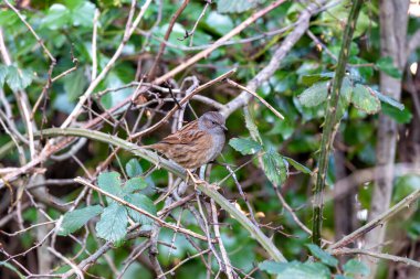 İrlanda 'nın Ulusal Botanik Bahçeleri' ndeki çiçeklerin arasında, tatlı melodileriyle ince Dunnock (Prunella modularis) serenatları da vardır. Bu İrlanda cennetindeki doğanın ahenkli karışımını keşfedin..