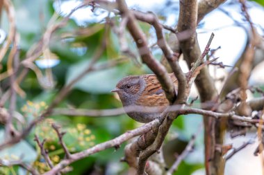 İrlanda 'nın Ulusal Botanik Bahçeleri' ndeki çiçeklerin arasında, tatlı melodileriyle ince Dunnock (Prunella modularis) serenatları da vardır. Bu İrlanda cennetindeki doğanın ahenkli karışımını keşfedin..