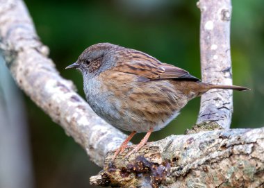 İrlanda 'nın Ulusal Botanik Bahçeleri' ndeki çiçeklerin arasında, tatlı melodileriyle ince Dunnock (Prunella modularis) serenatları da vardır. Bu İrlanda cennetindeki doğanın ahenkli karışımını keşfedin..