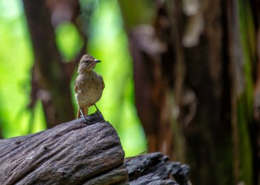 Tayland 'ın gür manzaralarında, melodik Şimşek Kulaklı Bulbul (Pycnonotus blanfordi) kendine özgü çağrılarıyla büyülenir. Tayland doğasının güzelliğini keşfetmek için bu büyüleyici kuş sakinini kullanın..