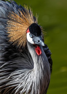 Uganda 'nın göbeğinde görkemli Gri Taçlı Turna (Balearica regulorum), sulak alanlar boyunca zarafetle dans eder. Bu ikonik Afrikalı göçmenin güzelliğine ve zarafetine tanık olun.. 