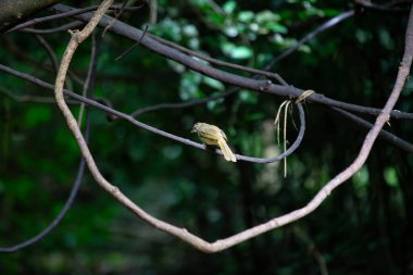 Tayland 'ın yemyeşil yaprakları arasında büyüleyici Yeşil Gözlü Bulbul (Pycnonotus plumosus) canlı tüyleri ve zümrüt bakışlarıyla büyülenir. Bu Tayland kuş taşının cazibesini keşfet..