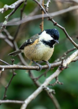 A diminutive Coal Tit (Periparus ater) flits through the woodlands of Dublin, Ireland. With its energetic presence and melodic calls, it adds a touch of enchantment to the Northside's natural beauty.