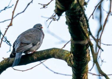 İrlanda 'nın manzaralı kırsal kesimlerinde gezinen Ortak Orman Güvercini (Columba palumbus), nazik varlığıyla manzaraları şereflendirir. İrlanda 'nın doğal güzelliğinin kırsal cazibesini bu kuş gezgini aracılığıyla keşfedin.. 