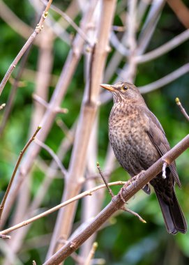 Dublin 'in Peder Collins Parkı' nda zarif bir dişi karatavuk (Turdus merula) melodik melodileriyle çevreyi süslüyor. Dublin 'in kuzeyindeki doğanın basit güzelliğini tecrübe et.. 