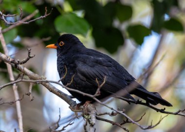 Dublin 'in ikonik Phoenix Parkı' nda, zengin melodileriyle melodik bir erkek Blackbird (Turdus merula) serenat yapar. İrlanda başkentinin tarihi güzelliğinin arasındaki kuş cazibesine tanık olun.. 
