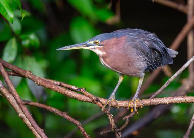 Kayalıkların batısında, yakalanması zor Yeşil Balıkçıl (Butorides virescens) ABD 'nin sulak alanlarındaki güzelliğini gözler önüne serer. Birleşik Devletler 'in doğal harikalarının ortasındaki bu sinsi kuş gösterisine tanık olun..