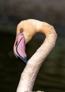Kuzeybatı Hindistan 'ın sulak topraklarında zarafetle yürüyen görkemli Büyük Flamingo (Phoenicopterus Roseus), canlı arkaplana karşı pembe zarafetini sergiliyor. Hindistan 'ın göbeğindeki bu karizmatik çizginin kuş görkemini keşfedin.