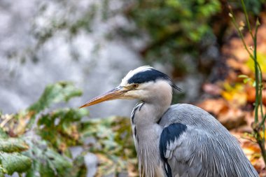 İrlanda 'nın Ulusal Botanik Bahçeleri' nin sakin ortamında zarif gri balıkçıl (Ardea cinerea), suları gözetleyen görkemli bir nöbetçi olarak dimdik ayakta duruyor. Dublin 'in bereketli topraklarının kalbindeki kuş zarafetine tanık olun..