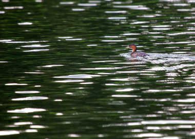 Büyüleyici Küçük Yunus (Takybaptus ruficollis), Dublin 'deki St. Phoenix Parkı' nın sularında zarifçe geziniyor. İrlanda 'daki kentsel yaban hayatının hoş bir görüntüsü.