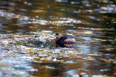 Büyüleyici Küçük Yunus (Takybaptus ruficollis), Dublin 'deki St. Phoenix Parkı' nın sularında zarifçe geziniyor. İrlanda 'daki kentsel yaban hayatının hoş bir görüntüsü.