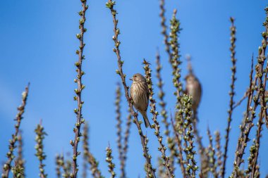 Charming Linnet (Linaria cannabina) Dublin 'deki Bull Island' ın manzaralı güzelliğinin ortasında tünemiştir. Bu Avrupalı ispinozun İrlanda 'daki doğal ortamında zarafetini yakalamak çok keyifli bir an..