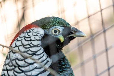 Güney Çin 'in manzaralarını süsleyen çarpıcı Leydi Amherst Sülünü (Chrysolophus amherstiae). Bu Çin hazinesinin canlı tüyleriyle nefes kesici bir karşılaşma..