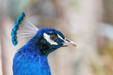 Görkemli Hint Peafbaykuşu (Pavo kristali) canlı tüylerini Hindistan 'ın zengin manzaralarında sergiliyor. Bu ikonik kuşun cazibesini doğal ortamında yakalamak nefes kesici bir manzara..