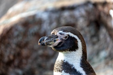 Büyüleyici Humboldt Pengueni (Spheniscus humboldti) Peru kıyılarında zarifçe gezinmektedir. Bu karizmatik deniz kuşuyla Peru 'nun çarpıcı okyanus manzaralarının arka planına karşı hoş bir karşılaşma..