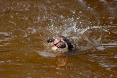Büyüleyici Humboldt Pengueni (Spheniscus humboldti) Peru kıyılarında zarifçe gezinmektedir. Bu karizmatik deniz kuşuyla Peru 'nun çarpıcı okyanus manzaralarının arka planına karşı hoş bir karşılaşma..