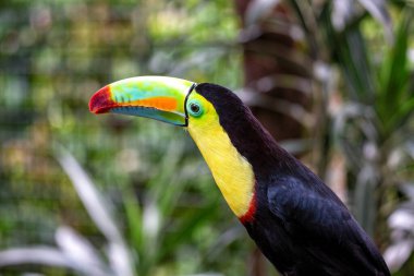 Muhteşem omurga galı Toucan (Ramphastos sülfuratus), Güney Meksika 'nın canlı manzaralarının ortasına tünemiştir. Orta Amerika 'nın göbeğinde kendine özgü gagasını ve canlı tüylerini sergileyen bu ikonik tukanla muhteşem bir karşılaşma..
